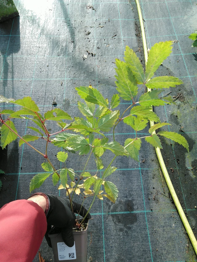 Jaloangervo Cattleya - 31. 10. 2025