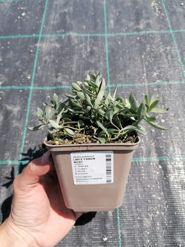 Purppurakannusruoho Canon Went - 2024