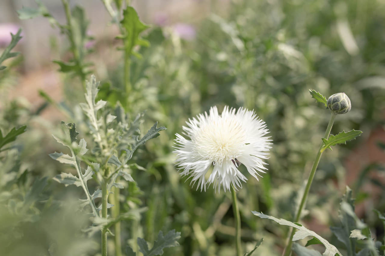 Aciano imperial The Bride, Loukykvět