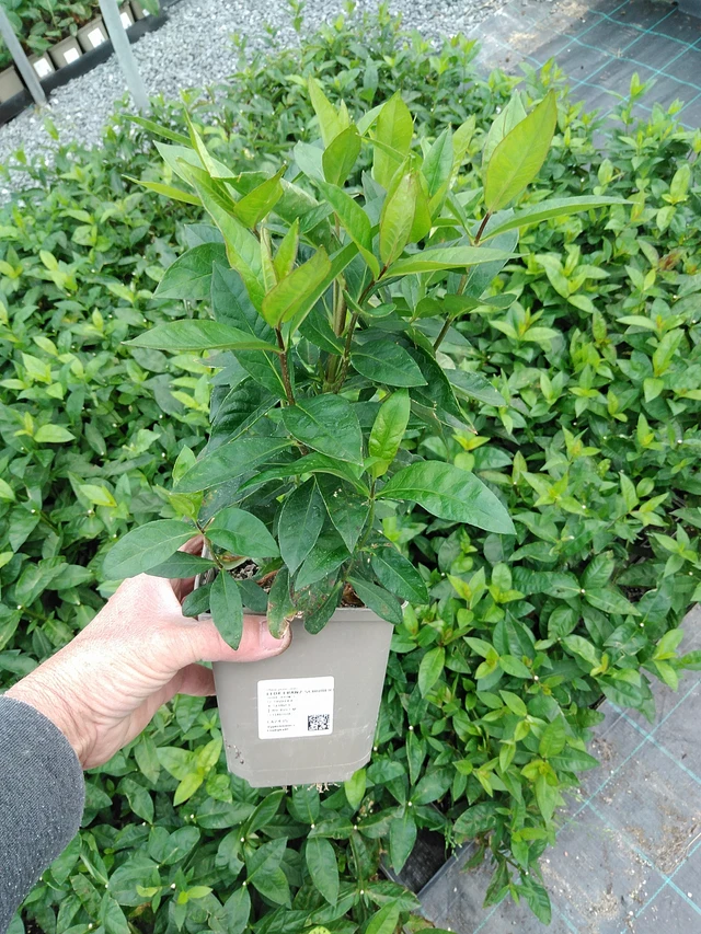 Leimu Franz Schubert - 9. 6. 2025