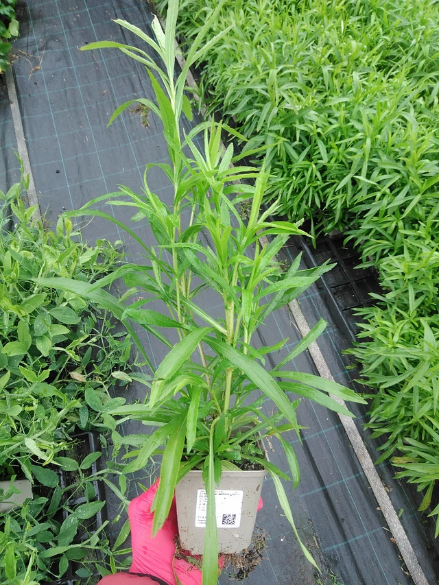 Piisku Moonlight Glory - 29. 7. 2025