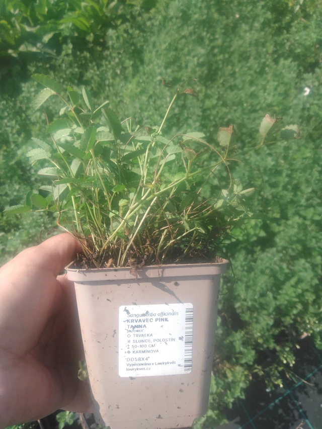 Sanguisorba Pink Tanna - 2024