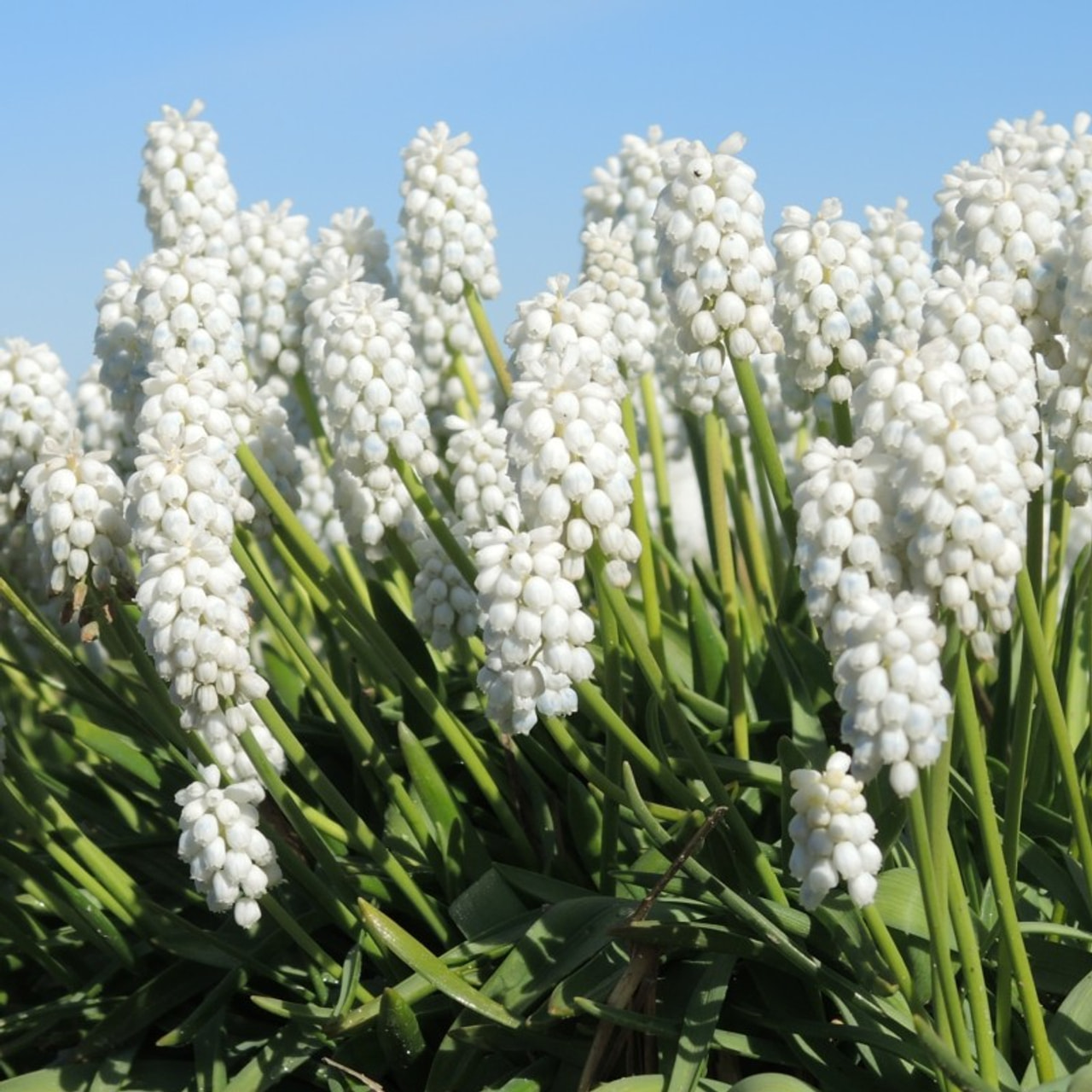 Muskare White Pearl, Loukykvět
