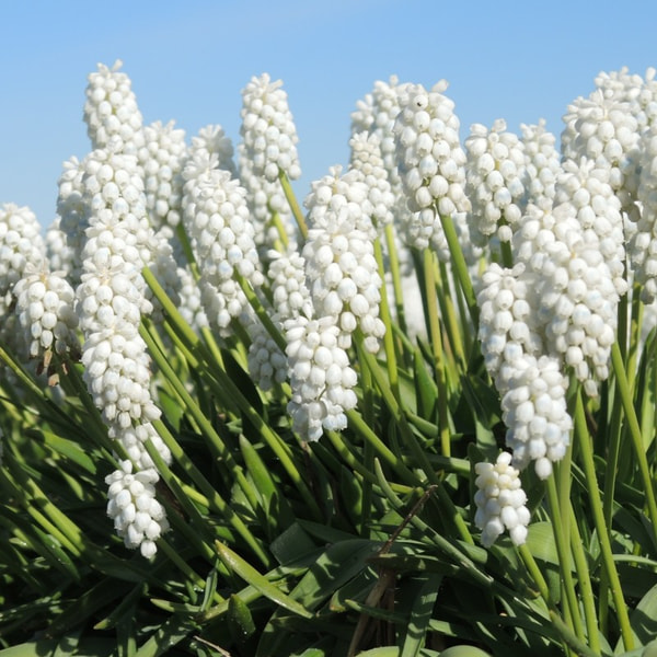 Helmililja White Pearl, Loukykvět