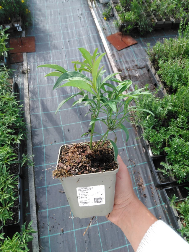 Tall Coreopsis - 11. 9. 2025