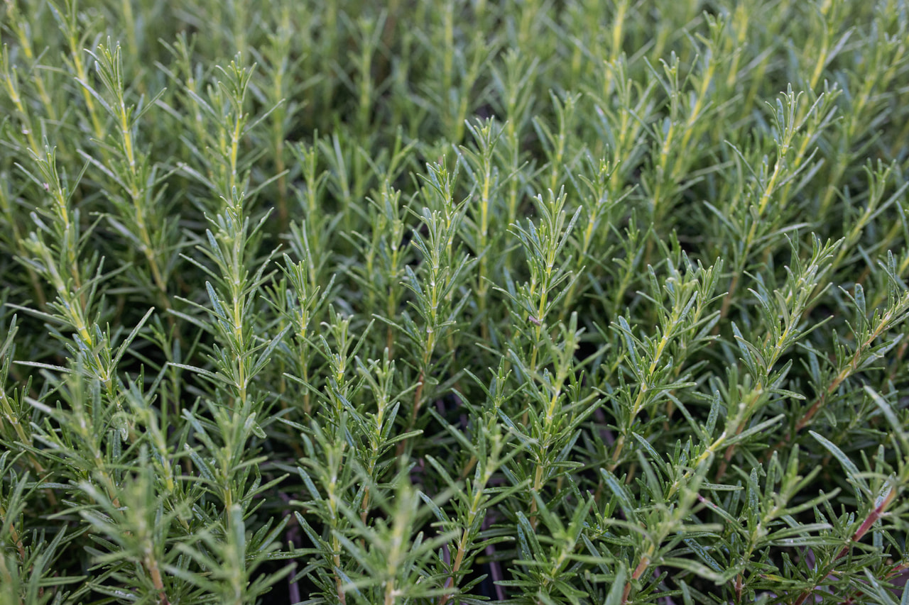 Romero Upright Pink, Loukykvět