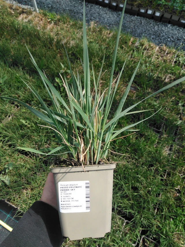 Virginianhirssi Prairie Sky - 13. 5. 2025