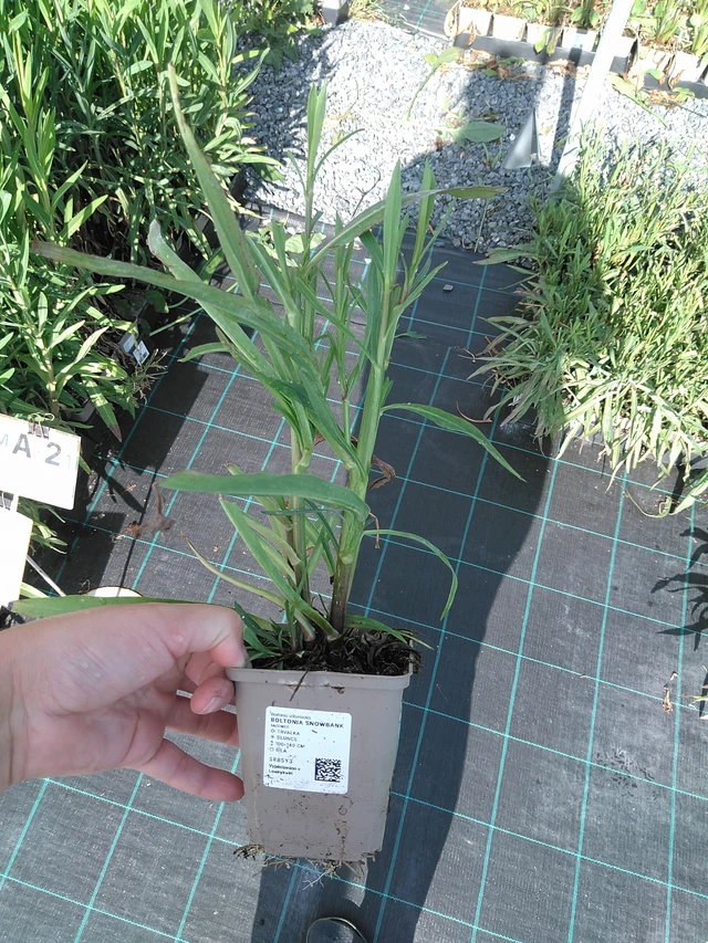 Boltonia Snowbank - 11. 7. 2025