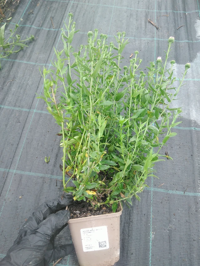 Syysasteri Fellowship - 10. 9. 2025