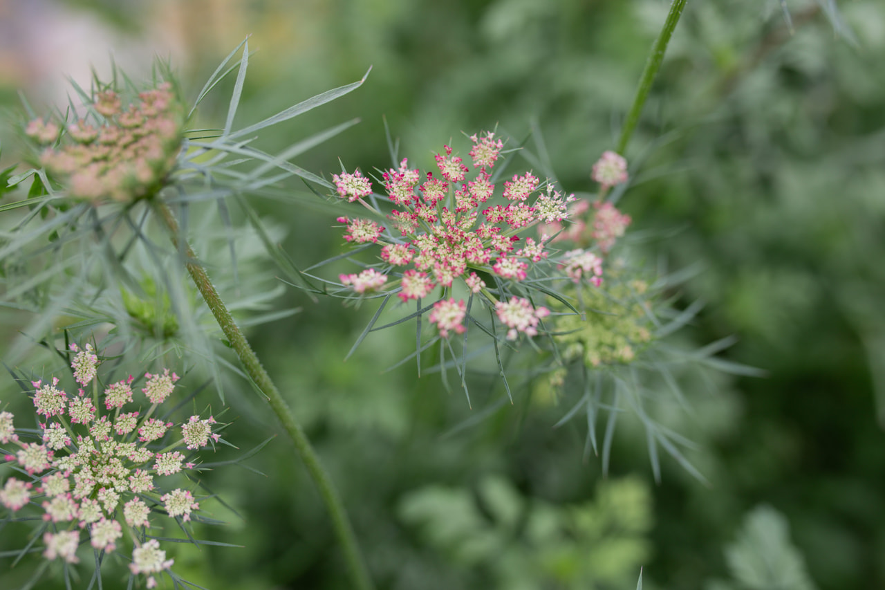 Zanahoria ornamental Dara, Loukykvět