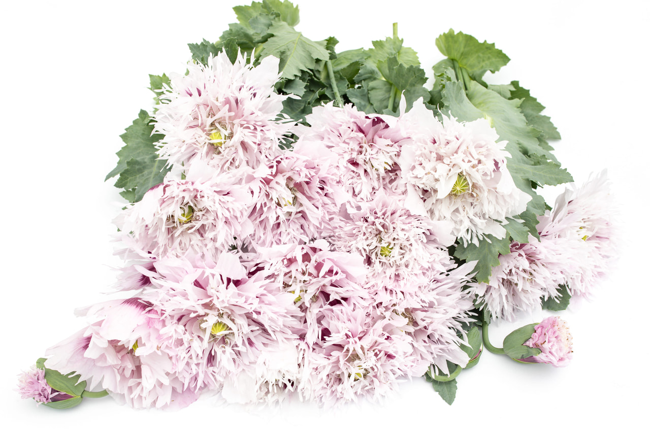 Valmue Lilac Pompom, Loukykvět