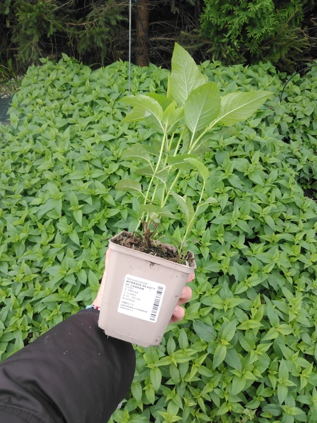 Väriminttu Beauty of Cobham - 2024