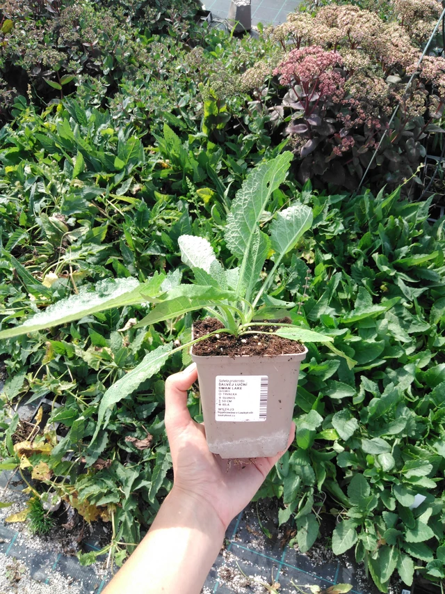 Salvia pratensis Swan Lake - 2024