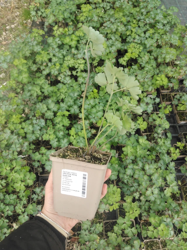 Lehtoakileija Rose Barlow - 2024