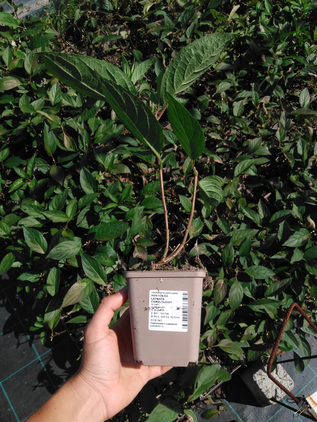 Syyshortensia Candlelight - 2024