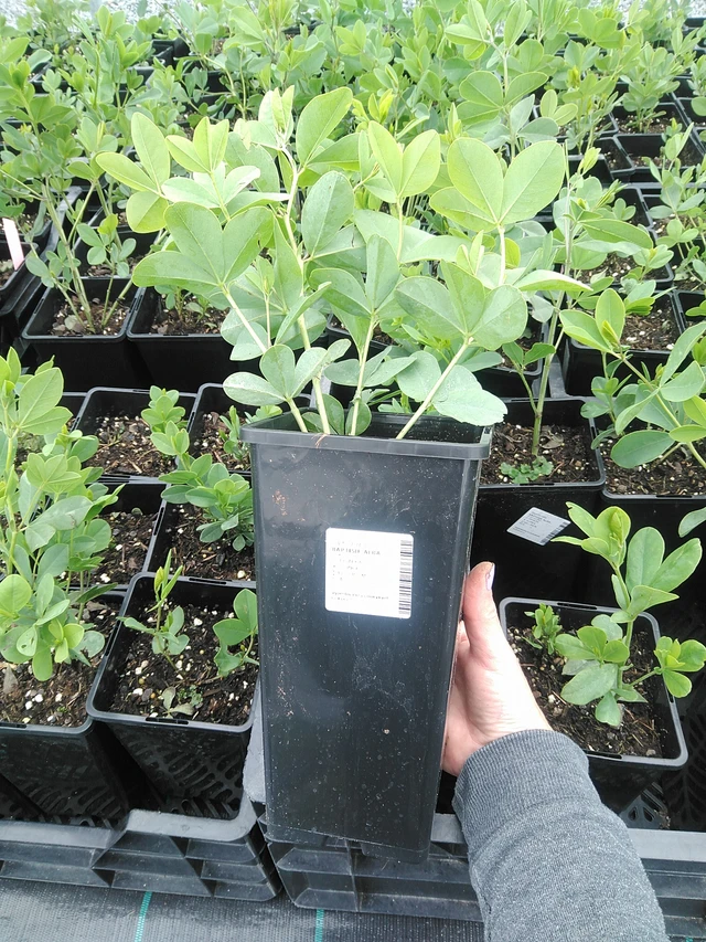 Valkovaleindigo - 9. 6. 2025