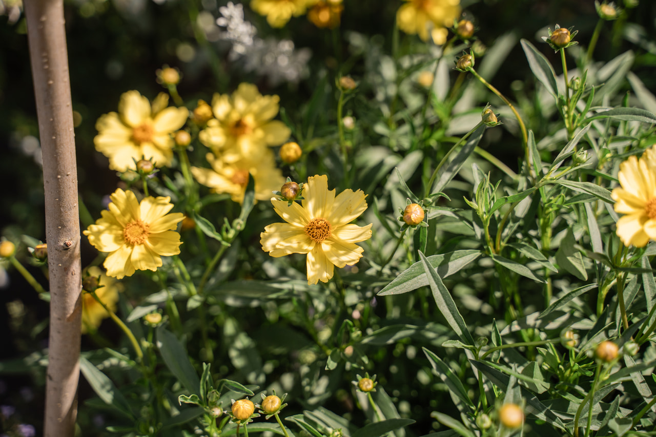 Coreopsis Full Moon, Loukykvět