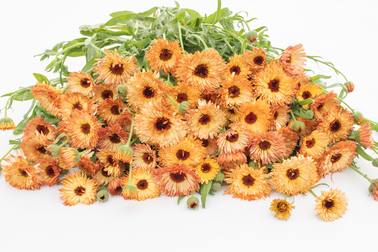 Marigold Orange Flash, Loukykvět