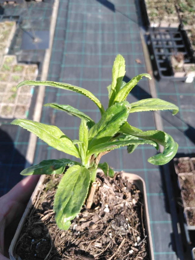 Tädyke Melanie White - 3. 4. 2025