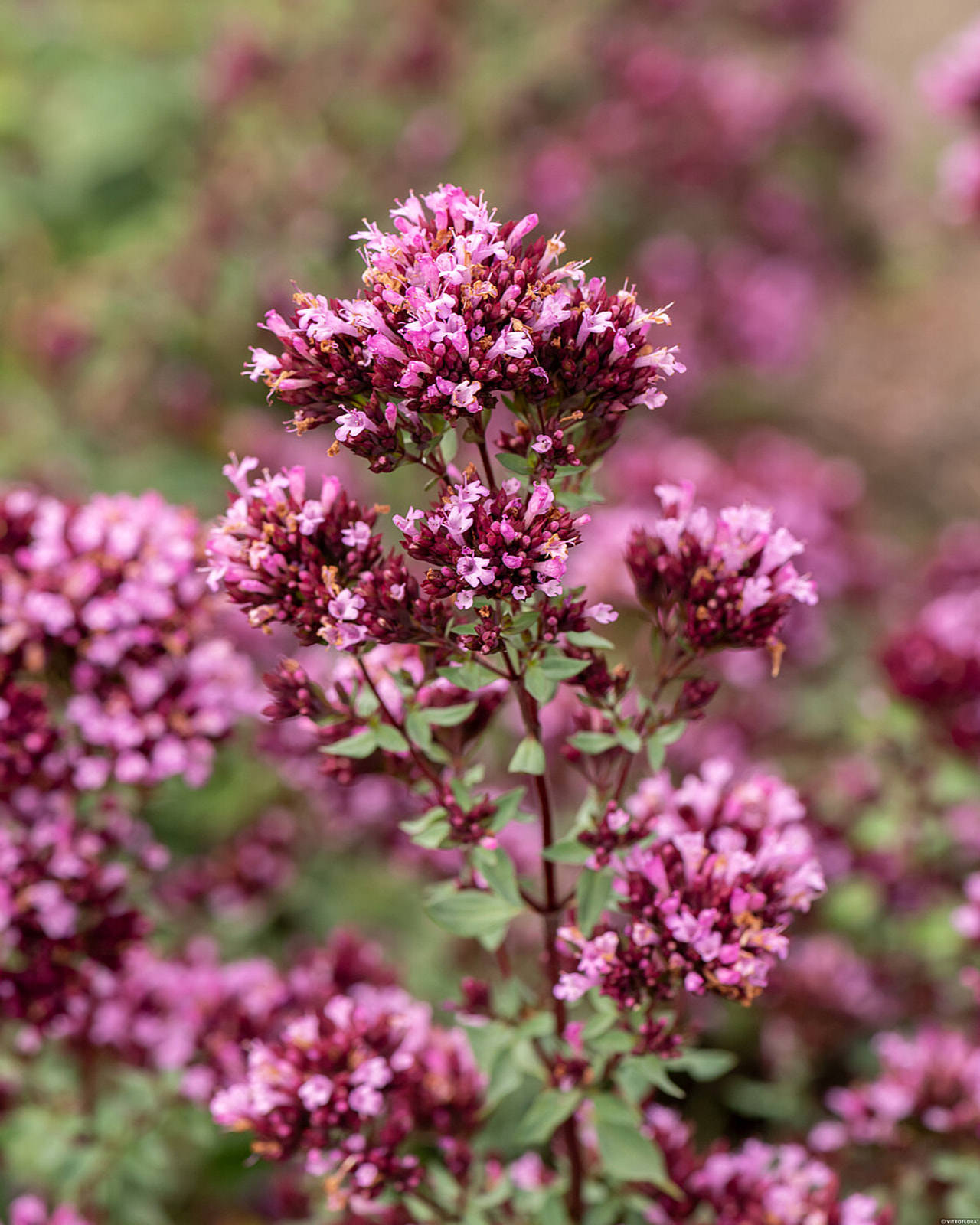 Oregano Herrenhausen, Loukykvět