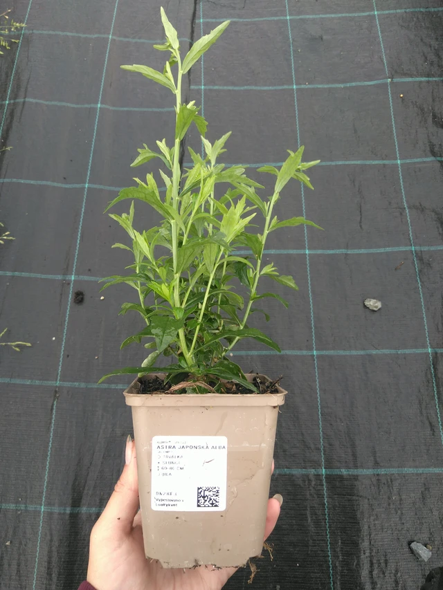 Tiukuasteri Alba - 11. 7. 2025