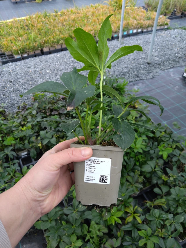 Jouluruusu Pretty Ellen Purple - 10. 10. 2025