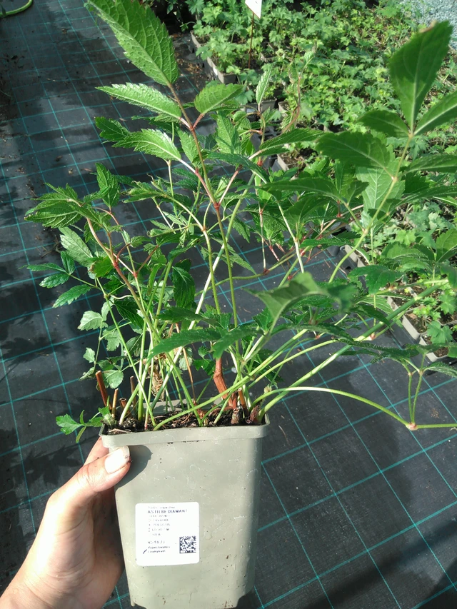 Jaloangervo Diamant - 11. 7. 2025