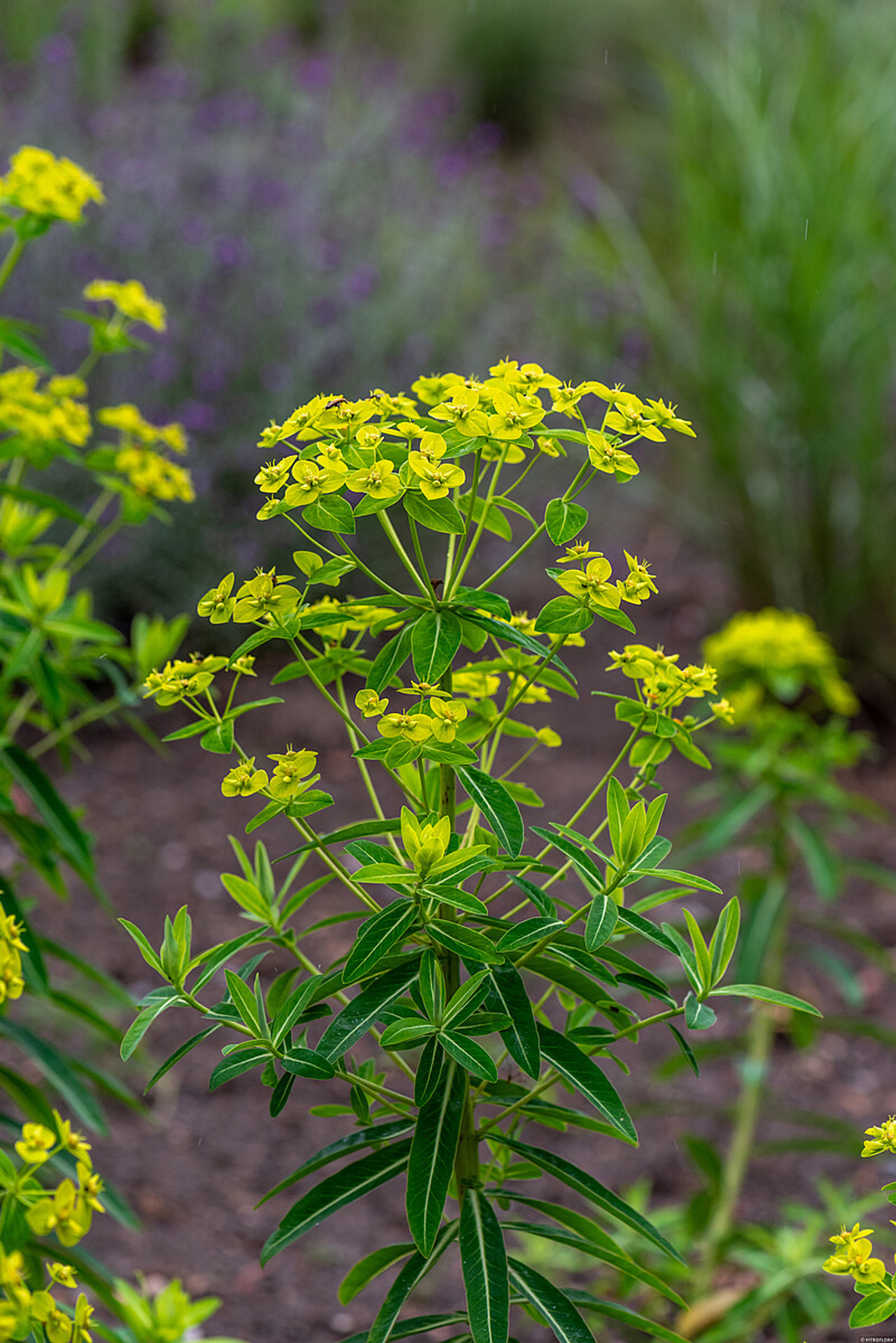 Euforbia schillingii, Loukykvět