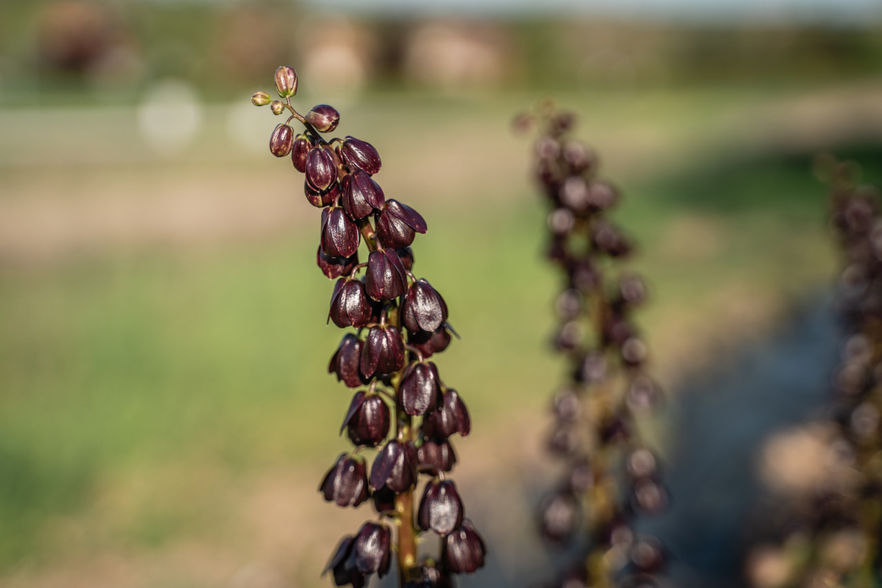 Persianpikarililja Purple Dynamite, Loukykvět