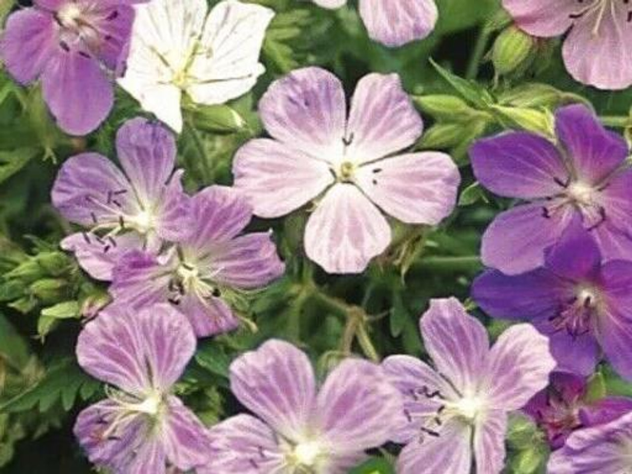 Kyläkurjenpolvi Painter’s Palette, Loukykvět