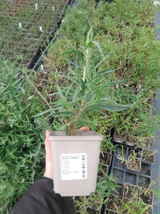 Morsiusharso Flamingo - 2024