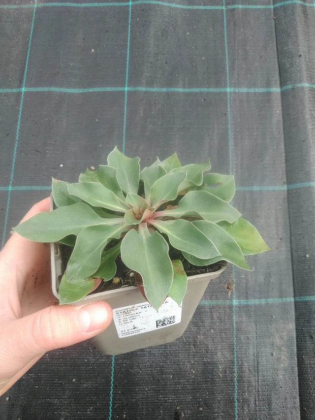 Limonium tataricum - 17. 7. 2025