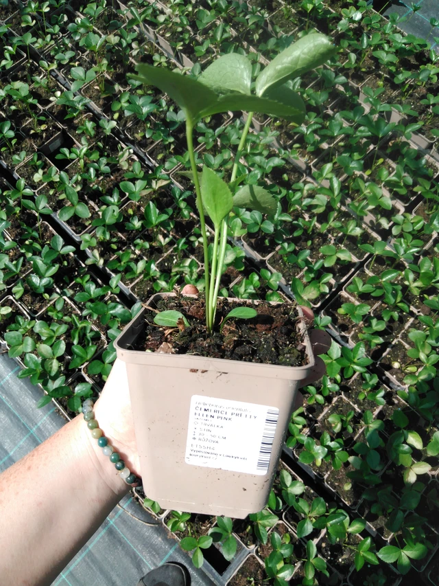 Jouluruusu Pretty Ellen Pink - 2024