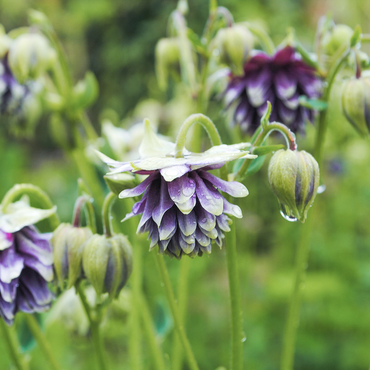 Aguileña Christa Barlow, Loukykvět