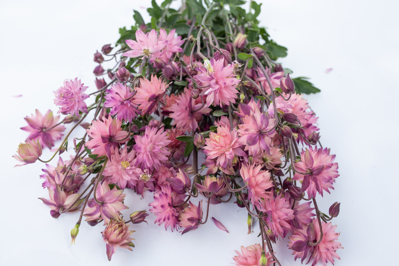 Lehtoakileija Rose Barlow, Loukykvět