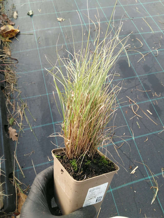 Moskiittoruoho - 31. 10. 2025