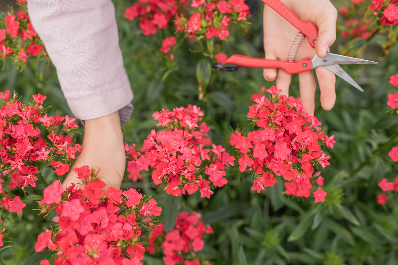 Clavel del poeta Sweet Coral, Loukykvět