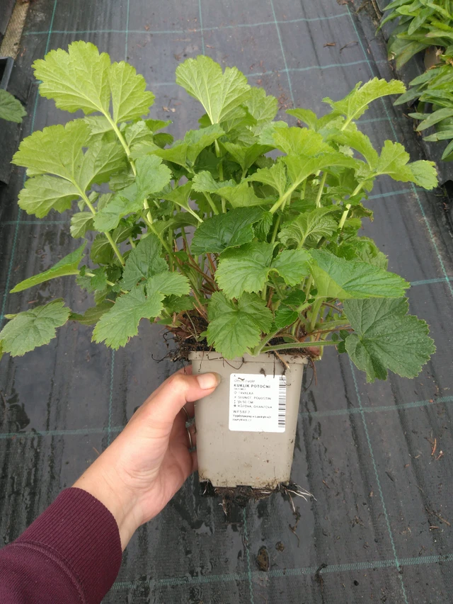 Ojakellukka - 11. 7. 2025