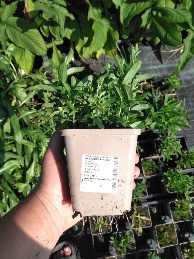 Kellopeippi Alba - 2024