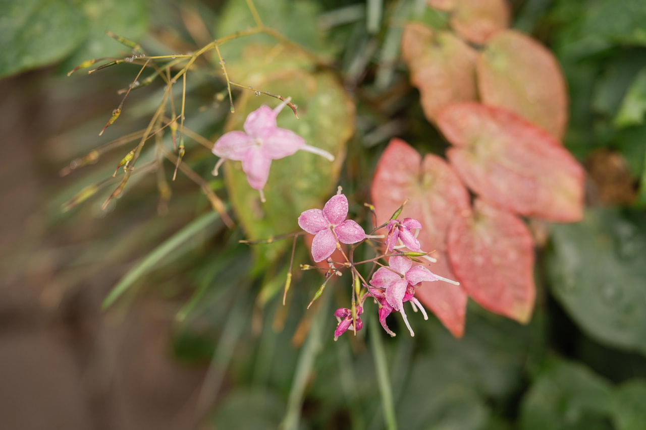 Epimedium Pretty in Pink, Loukykvět