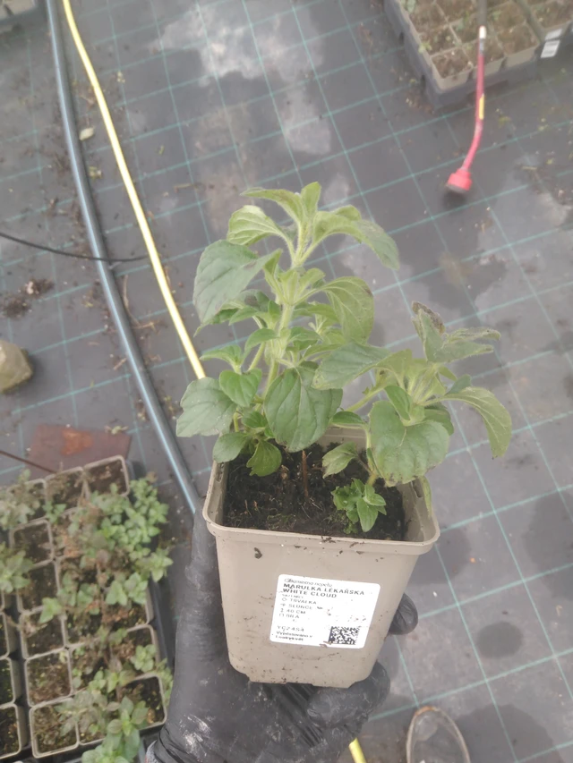 Käenminttu White Cloud  - 23. 10. 2025