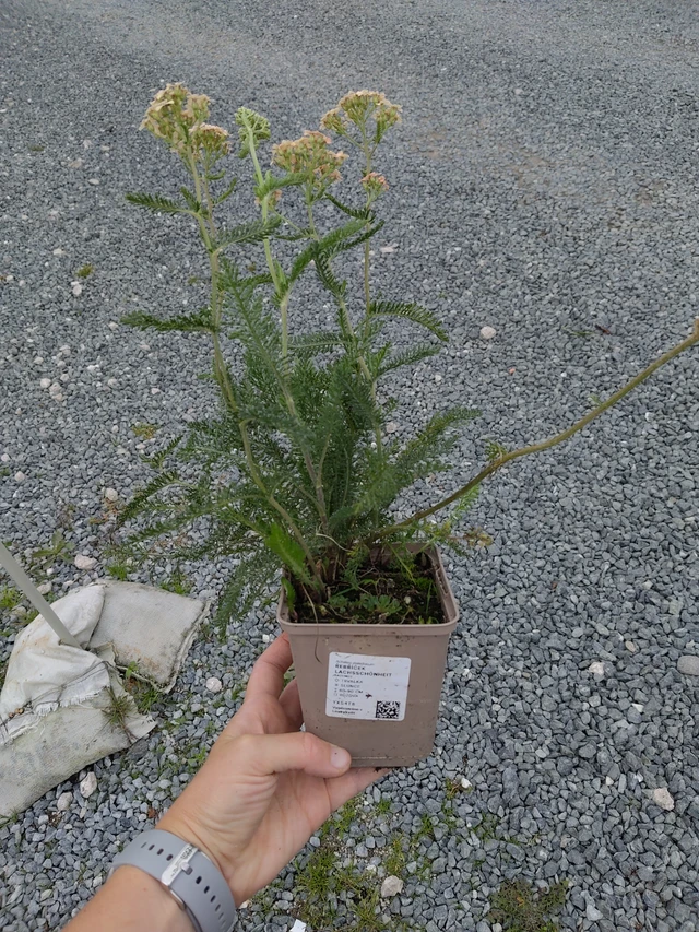 Siankärsämö Lachsschönheit - 10. 9. 2025