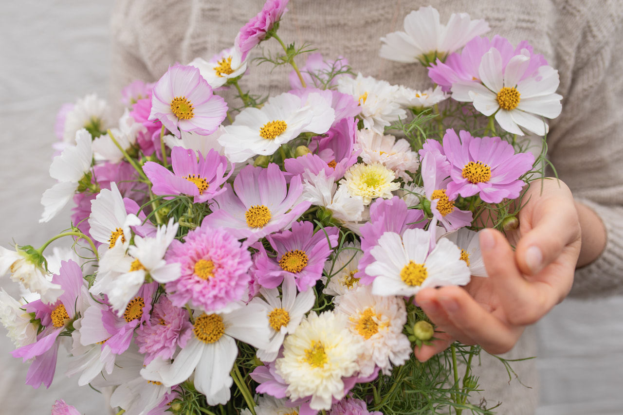 Kosmoskukka Sweetbar Mix, Loukykvět