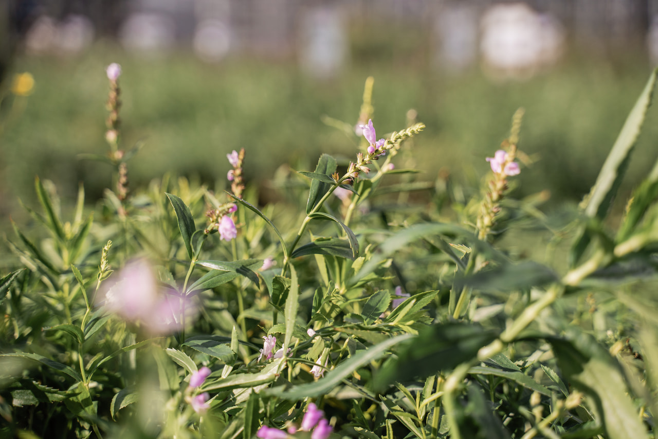 Kellopeippi Bouquet Rose, Loukykvět