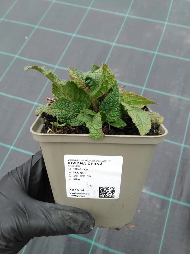 Verbascum nigrum - 1. 4. 2026