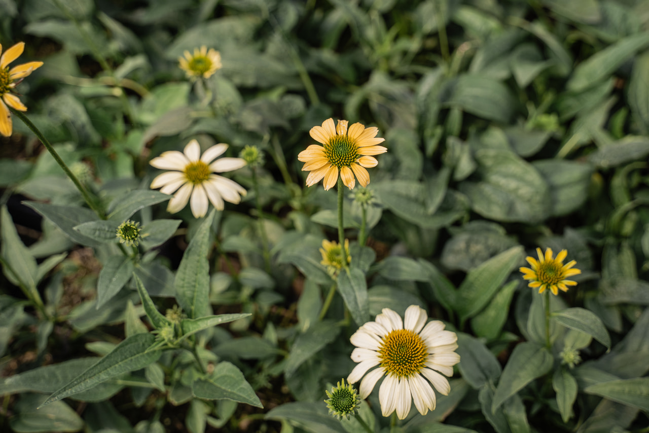 Punahattu Mellow Yellows, Loukykvět