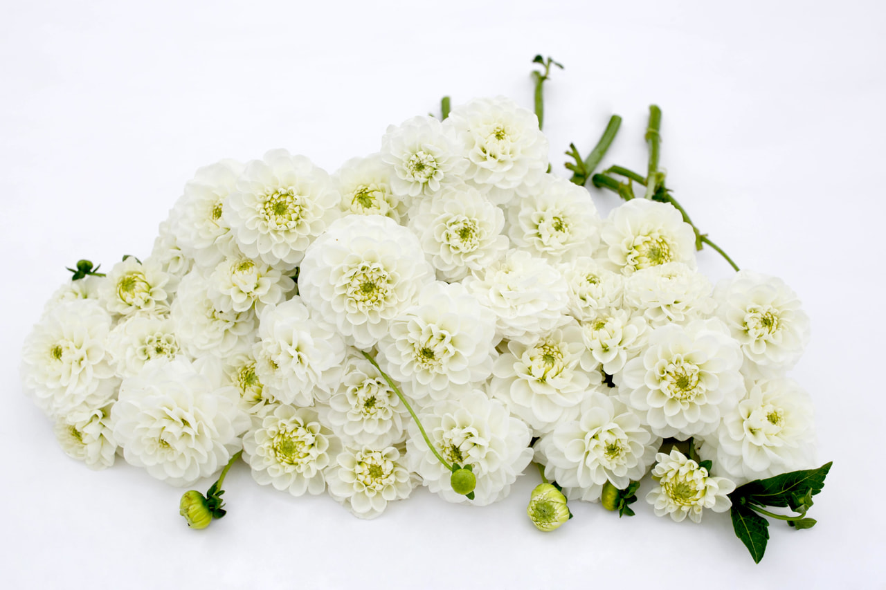 Daalia Orsett Beauty, Loukykvět