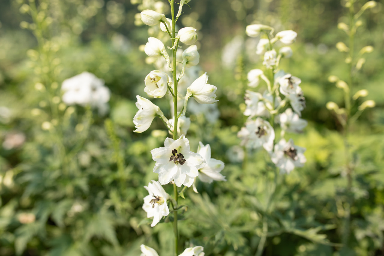 Delphinium Magic Fountains White (Dark Bee), Loukykvět