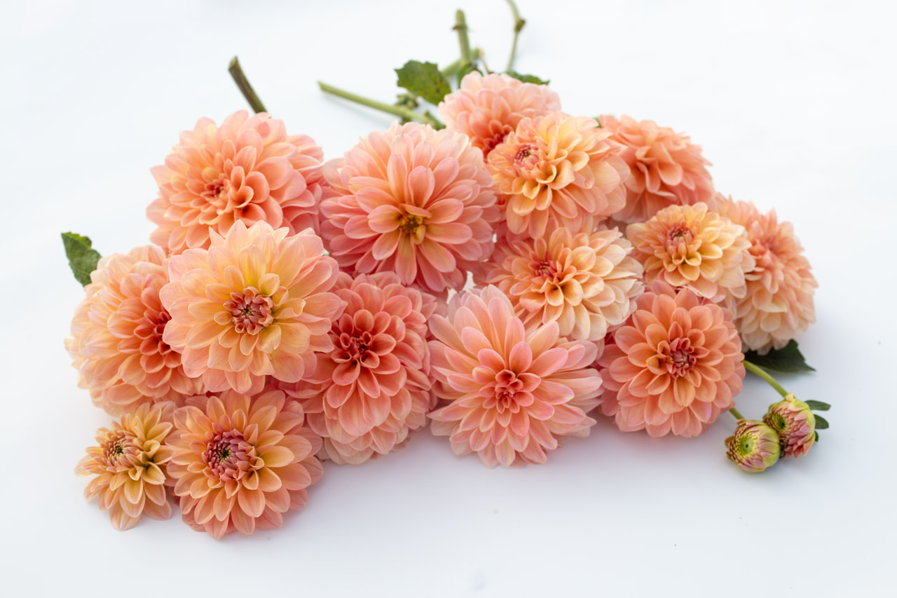 Daalia Nathalie G, Loukykvět