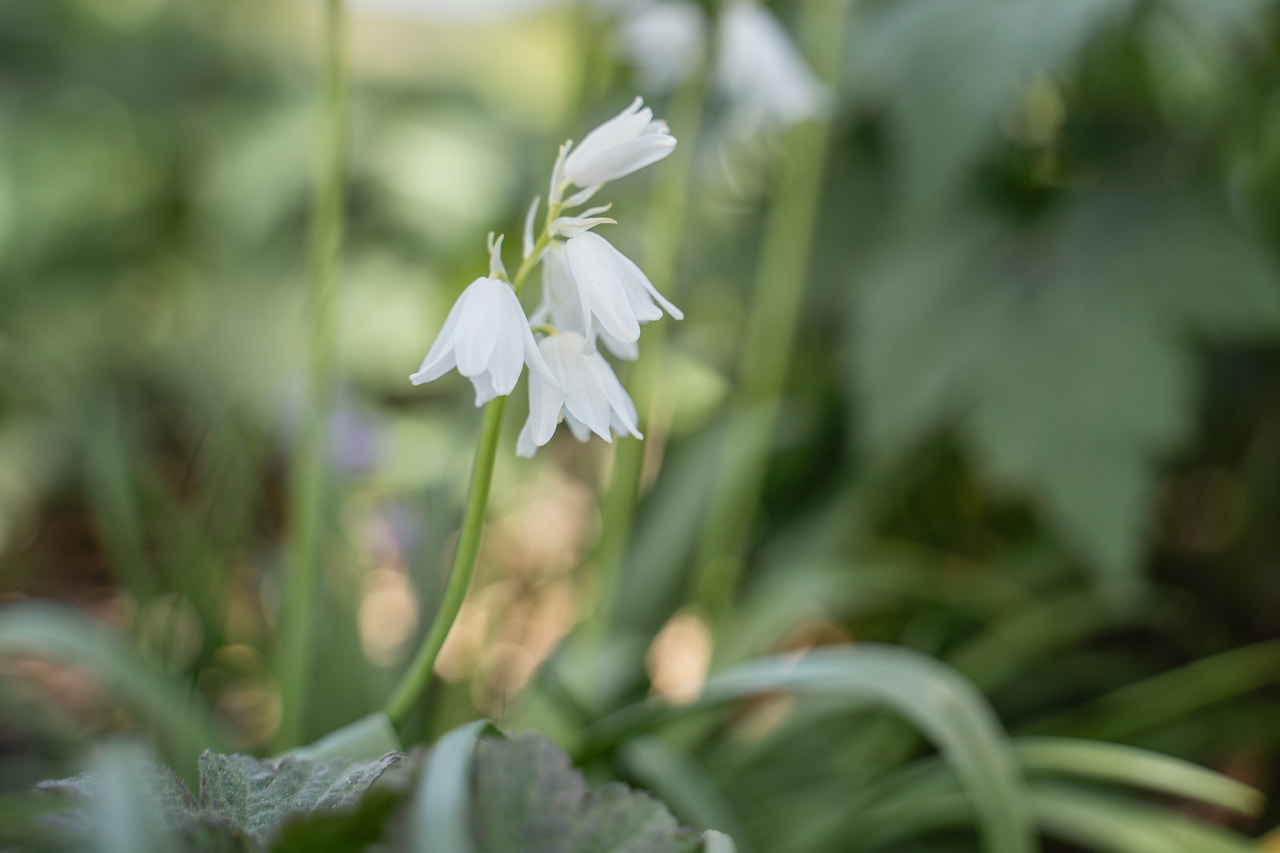 Jacinto español White City, Loukykvět